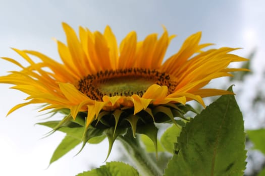Sunflower