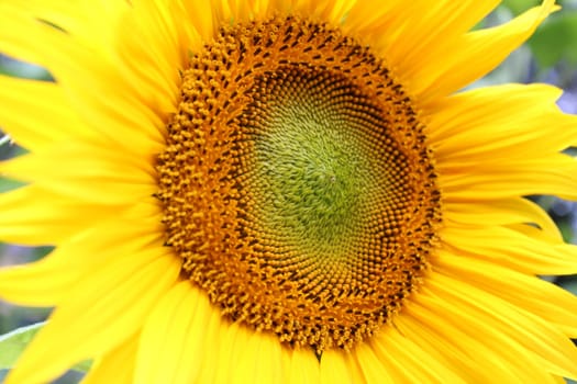 Sunflower