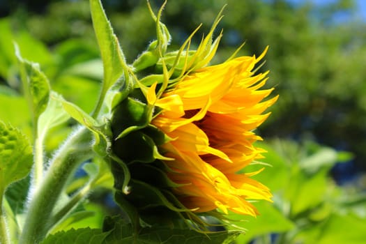 Sunflower