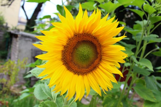 Sunflower