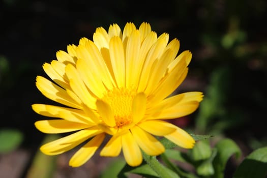 Marigold