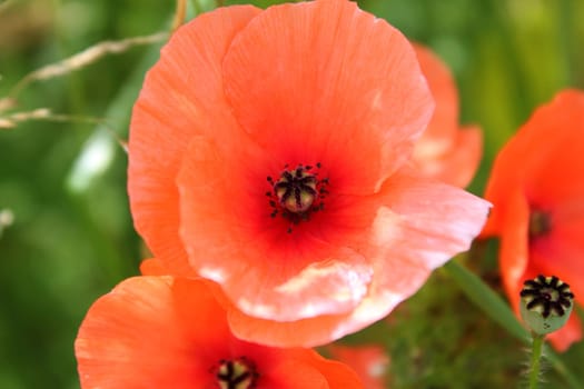 Poppy