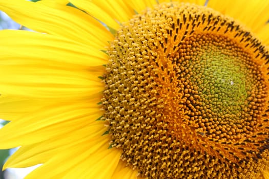 Sunflower