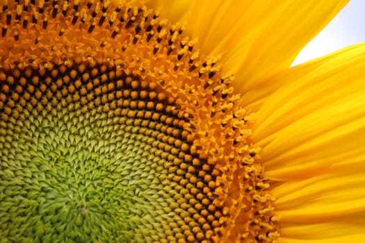 Sunflower