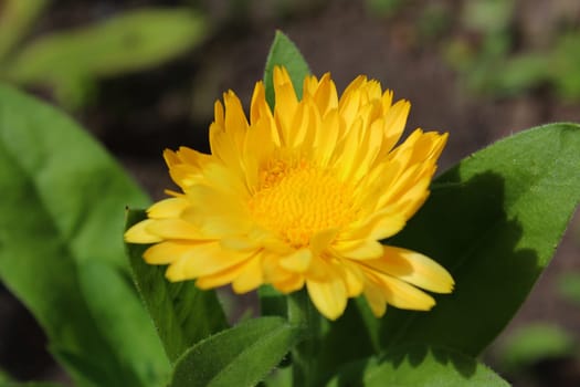 Marigold