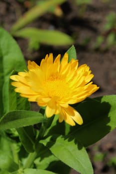 Marigold