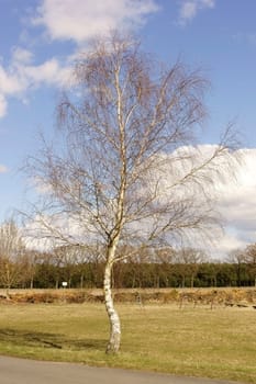 A young birch stands along the way a meadow landscape.