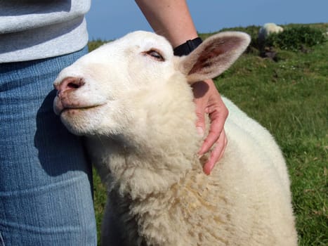 Tame,cuddly,trusting,droll sheep