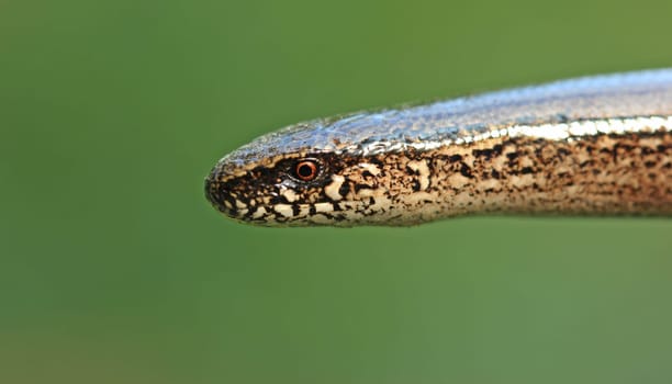 Blind snail (Anguis fragilis)