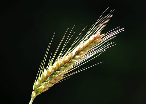 Cereals