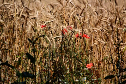 Cereals