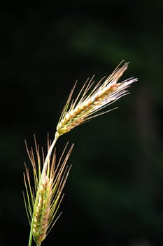 Cereals