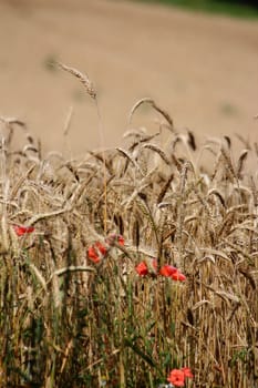 Cereals