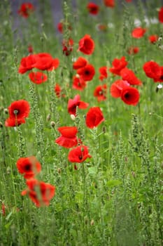 Poppy