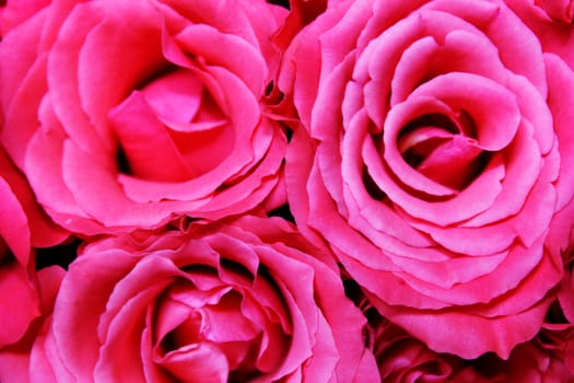 rose without hip without rosehip