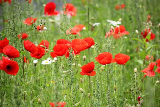 Poppy