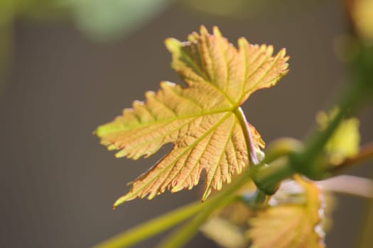Grape leaf