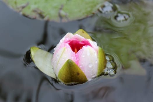 Water lily