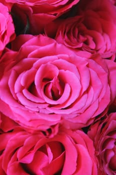 rose without hip without rosehip