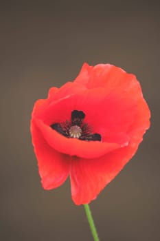 Poppy