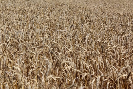 Cereals