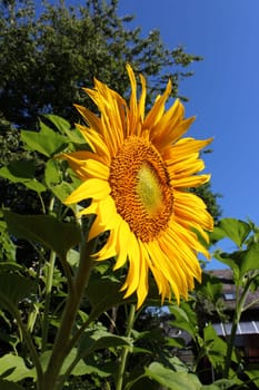 Sunflower