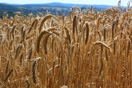 Cereals
