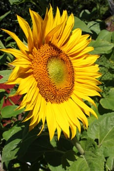 Sunflower