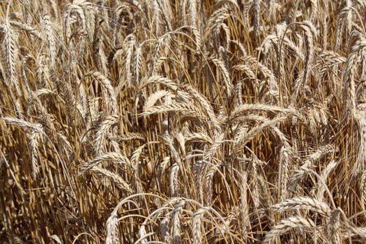 Cereals