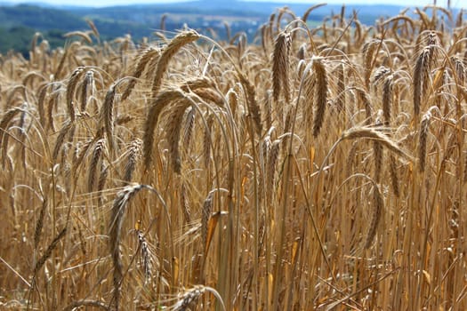 Cereals