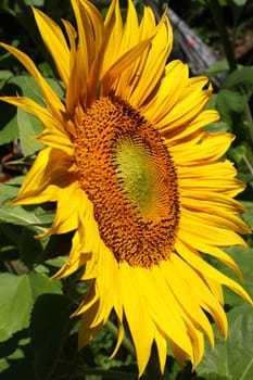 Sunflower