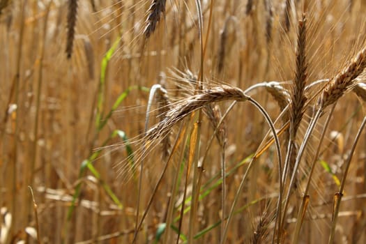 Cereals
