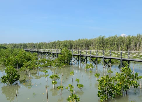 Mangrove forest in Thailand. Mangroves serve as nurseries for many marine species.