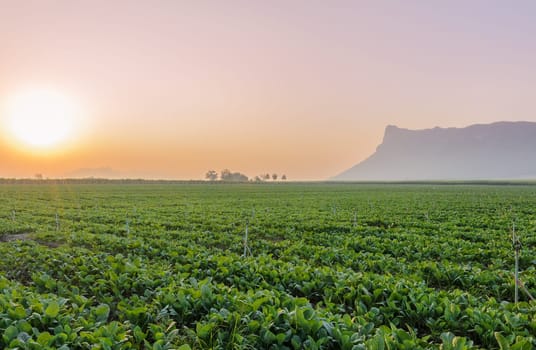 Chinese broccoli or Chinese kale field at the sunrise