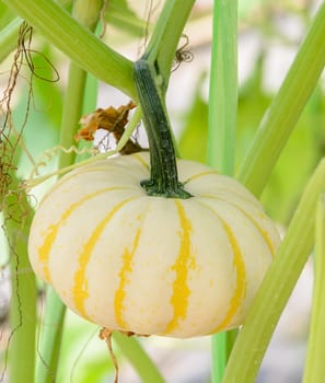 Pumpkin or Ornamental gourd on its tree