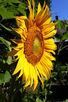 Sunflower