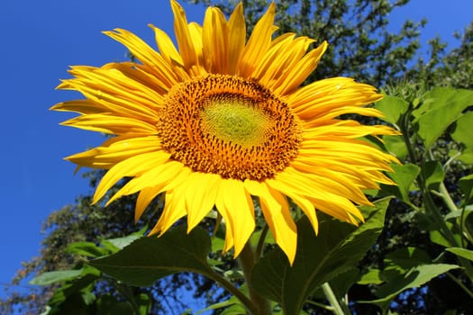 Sunflower
