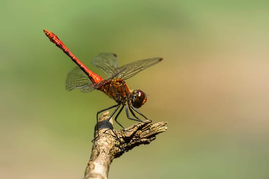 Darter