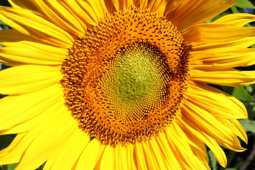 Sunflower