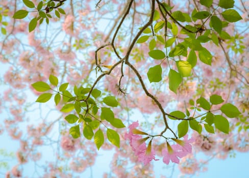 Pink trumpet or pink Tabebuia flower in full bloom