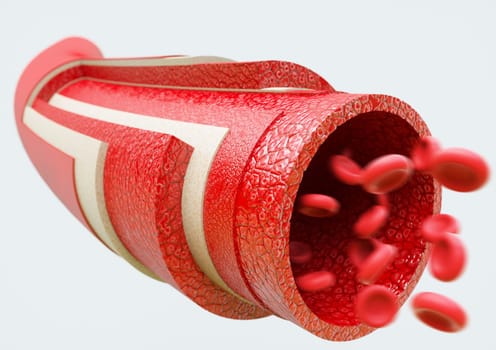 Anatomical structure of an artery
