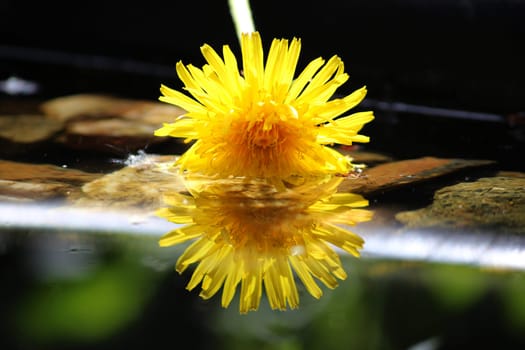 Dandelion