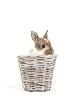 Easter bunny