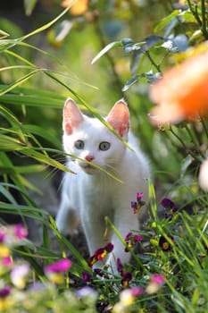 Little white cat in flowerbed