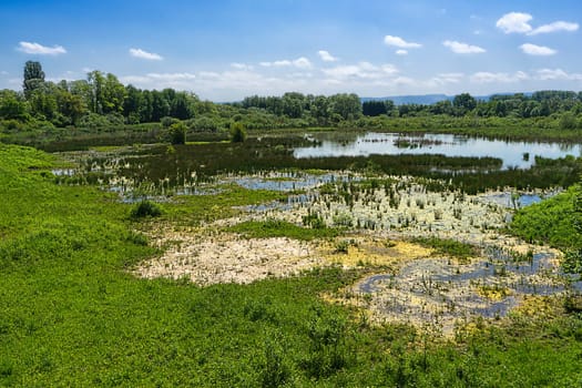 La petite Camargue Alsasienne my dragonfly and butterfly paradise