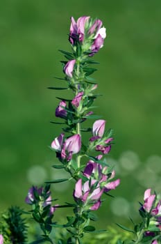 Hauhechel  Dorniger  Ononis, spinosa  heilpflanze