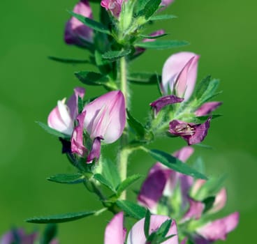 Hauhechel  Dorniger  Ononis, spinosa  heilpflanze