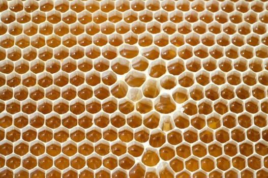 Honigwaben, waben, Bienenwachs, wachs, Bienenstock