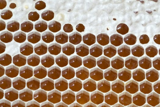 Honigwaben, waben, Bienenwachs, wachs, Bienenstock