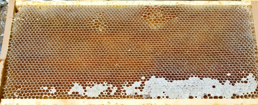 Honigwaben, waben, Bienenwachs, wachs, Bienenstock